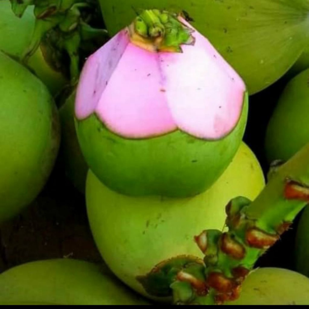 

Kelapa Ijo Buat Obat Bisa Di Tuang Plastik Atau Di Papras Saja