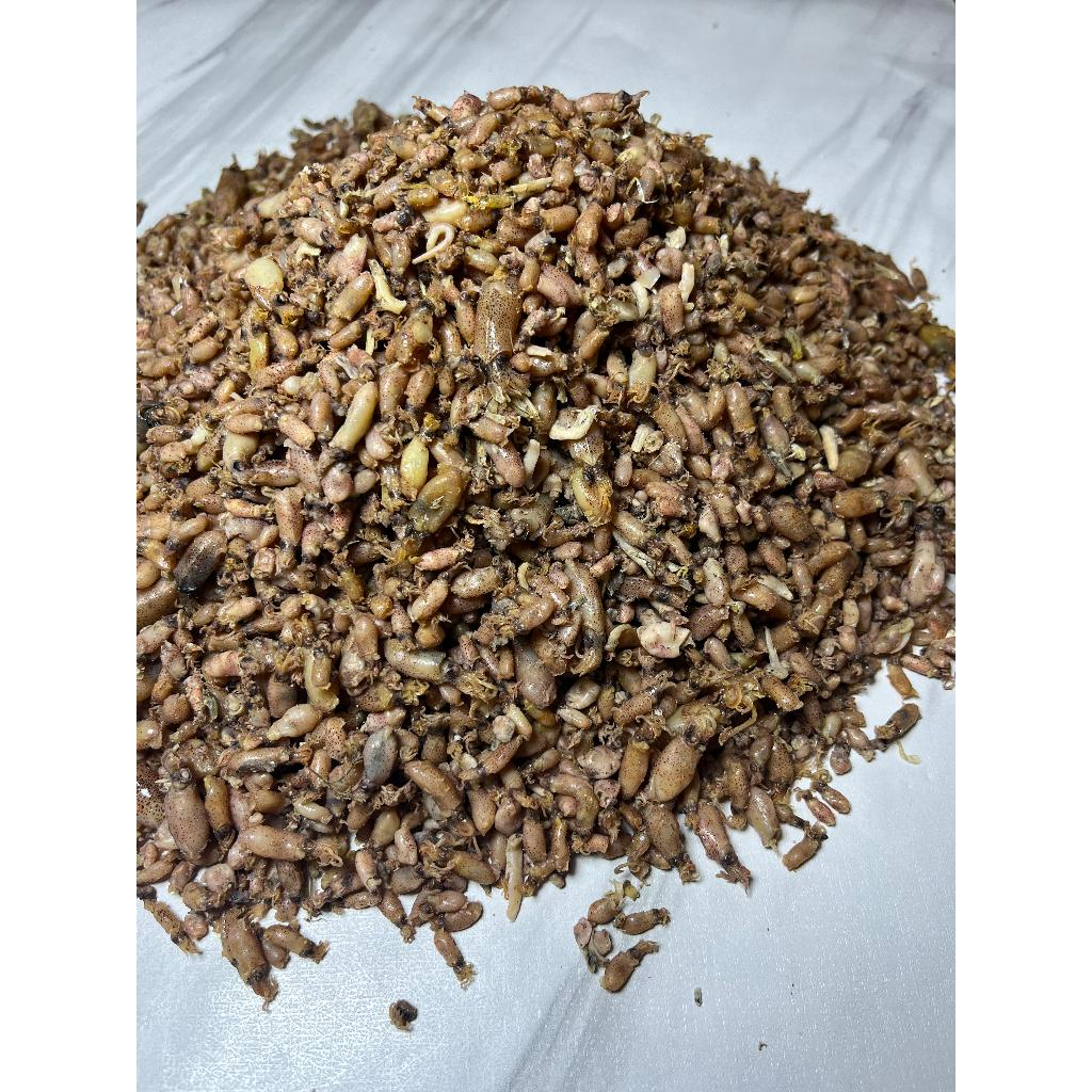 

BABY CUMI PREMIUM SEGAR Kualitas Super, Bersih, Siap Masak!