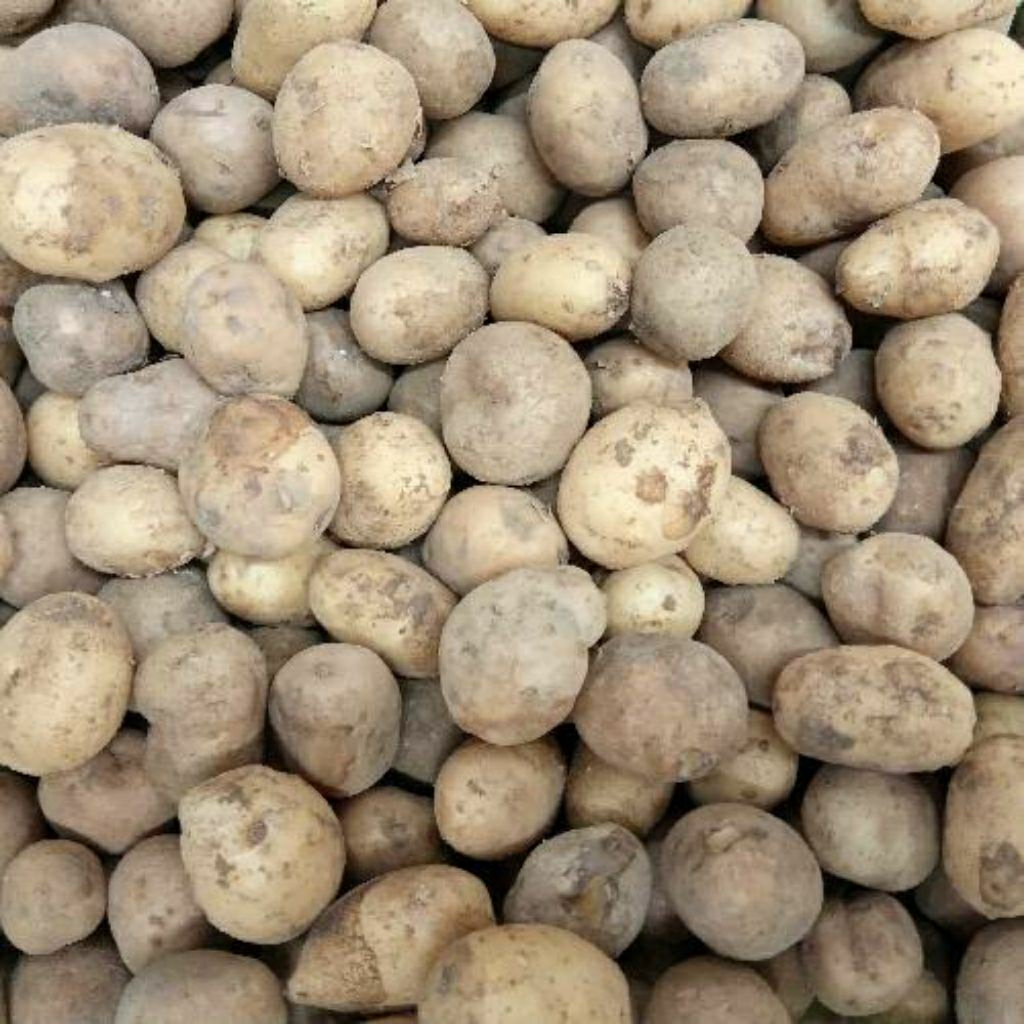 

KENTANG DIENG MINI / BABY POTATO /RENDANG 1Kg (BISA COD)