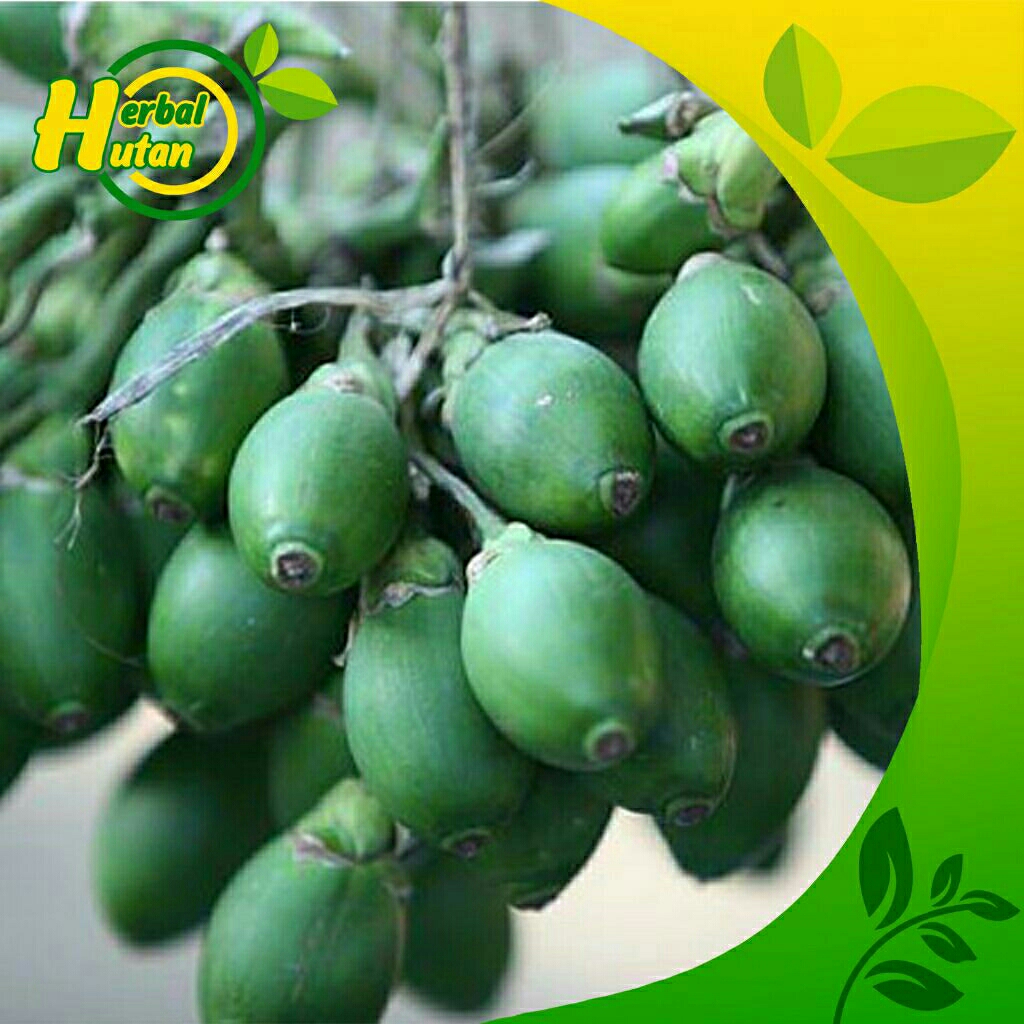 

termurah _stamina herbal pria buah pinang muda per 1 kg feresh