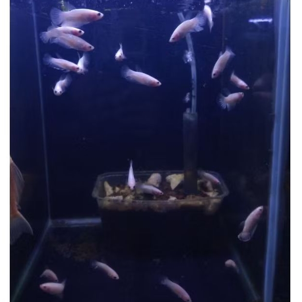 ikan cupang celo - cello