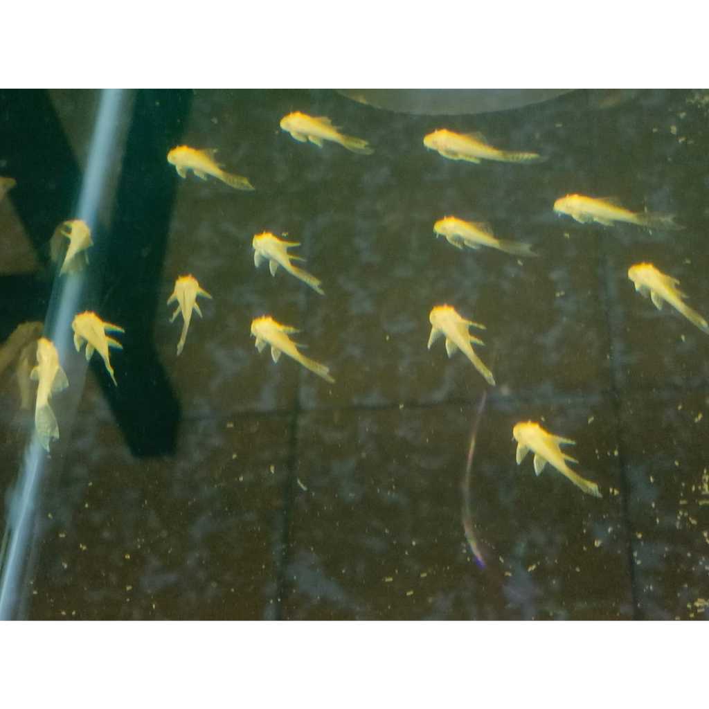 IKAN HIAS BRUSHMOUTH ALBINO SLAYER