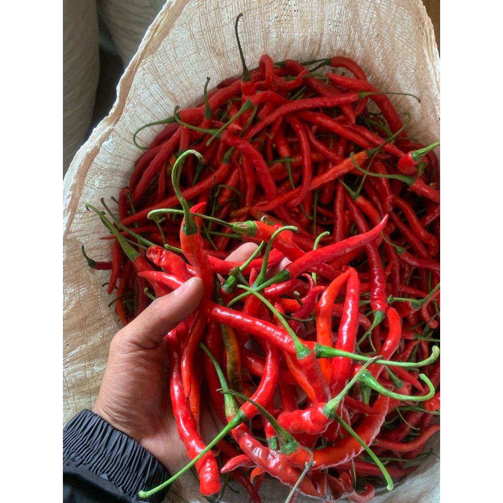 

Cabe merah keriting 1Kg - kemasan rapi aman
