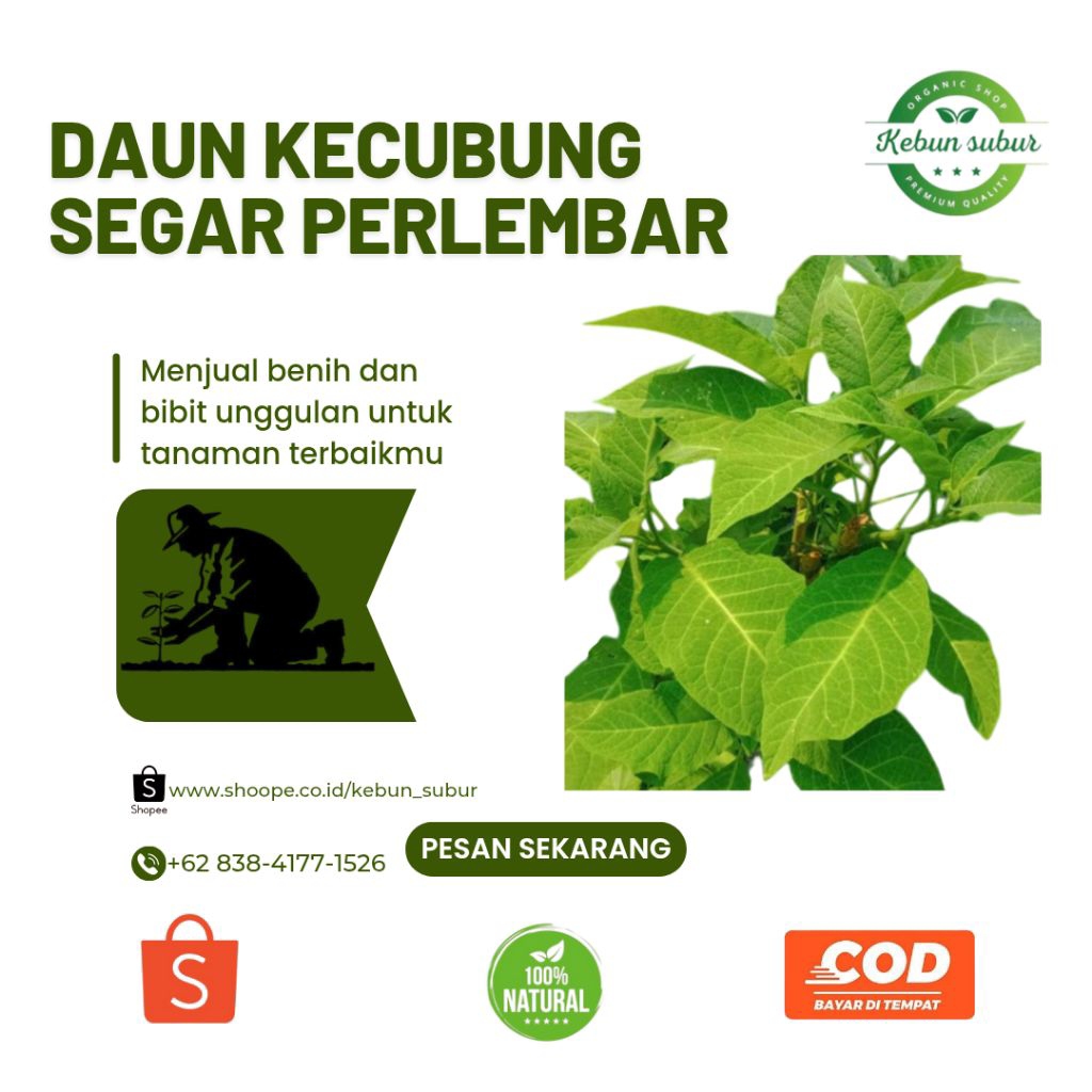 

KEBUN_SUBUR - Daun kecubung Segar 15 Lembar