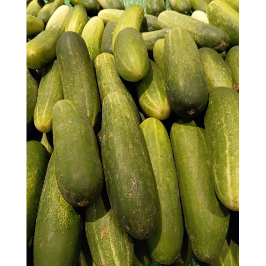 

timun fresh 1kg