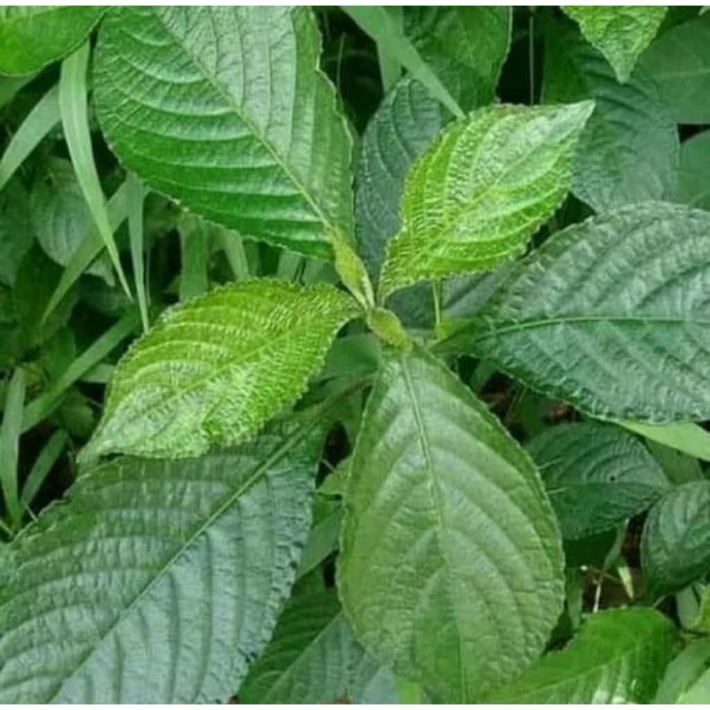 

daun keji beling herbal alami fresh 250 gram