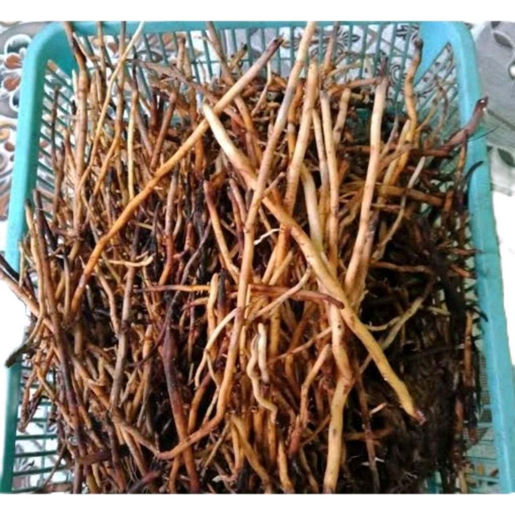 

Akar aren segar akar pohon aren 500 gram