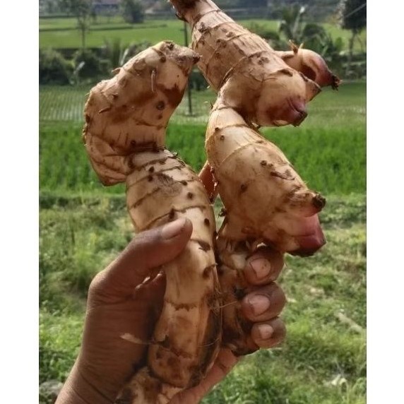 

UMBI GANYOL/GANYONG MERAH PULEN FRESH BANYAK MANFAAT UNTUK KESEHATAN 1KG BERSIH