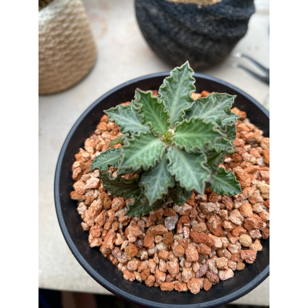 euphorbia tulearensis