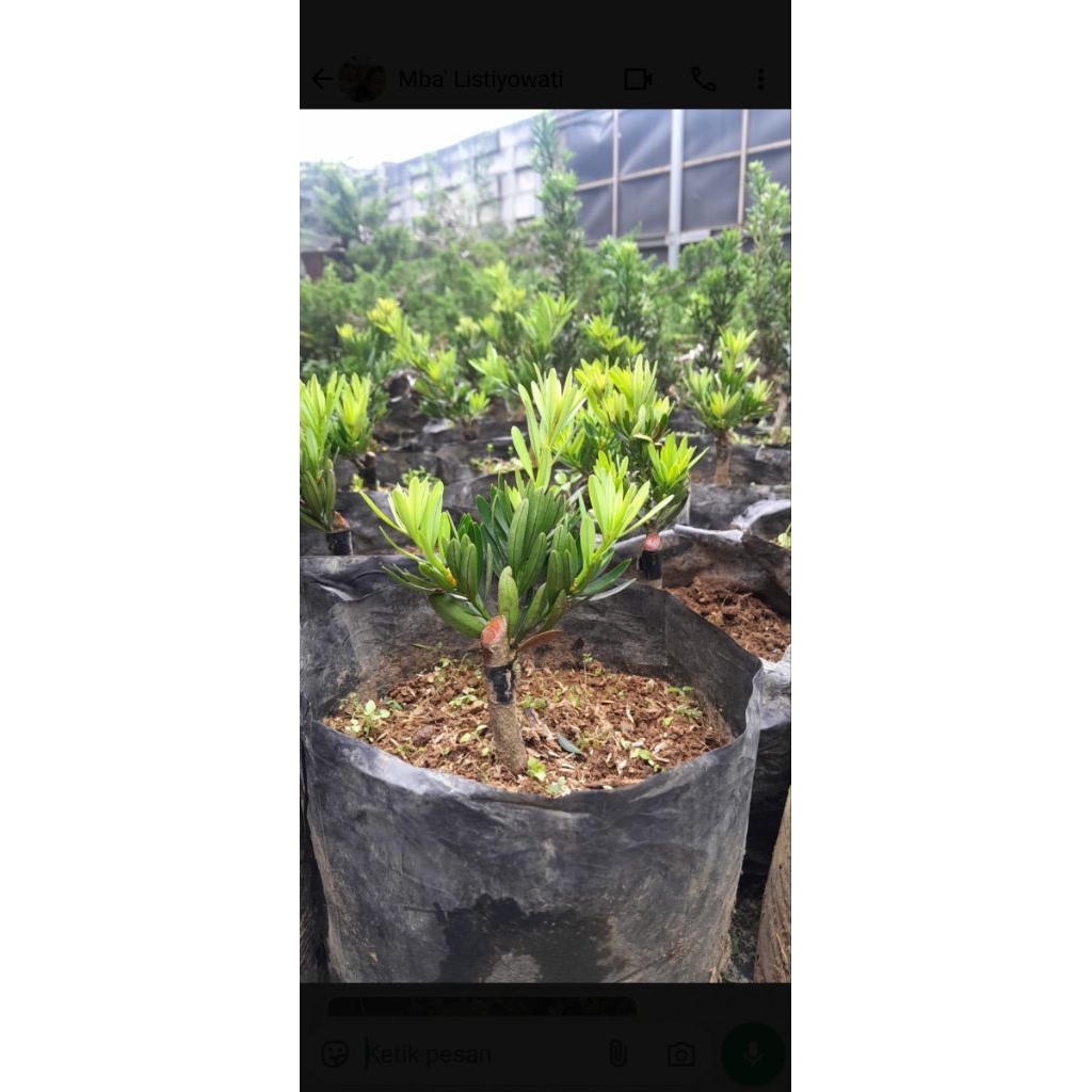 Lohansung Blue Cincuan