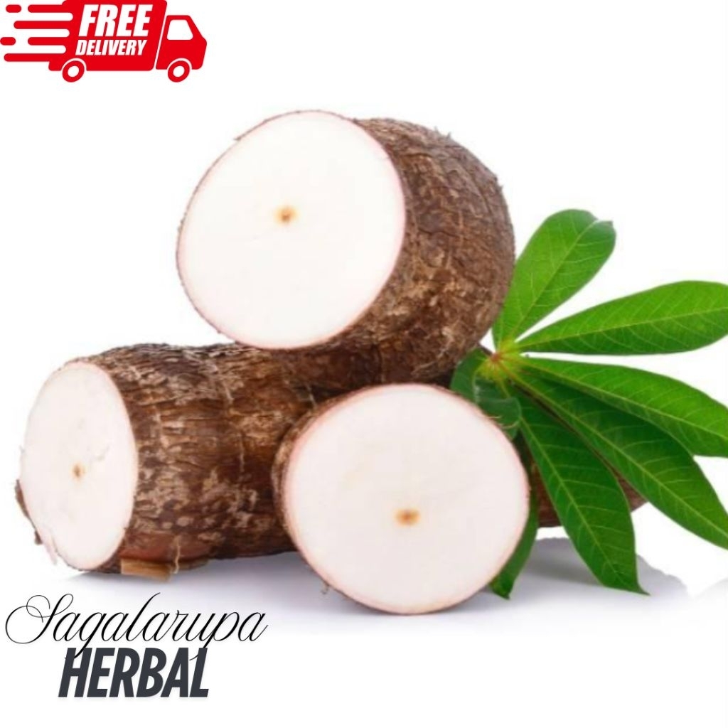 

SINGKONG EMPUK SUPER TERBAIK 1KG ORGANIK