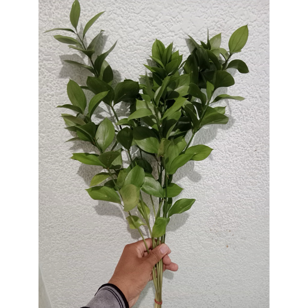 

Daun Segar Ruskus 10 Tangkai