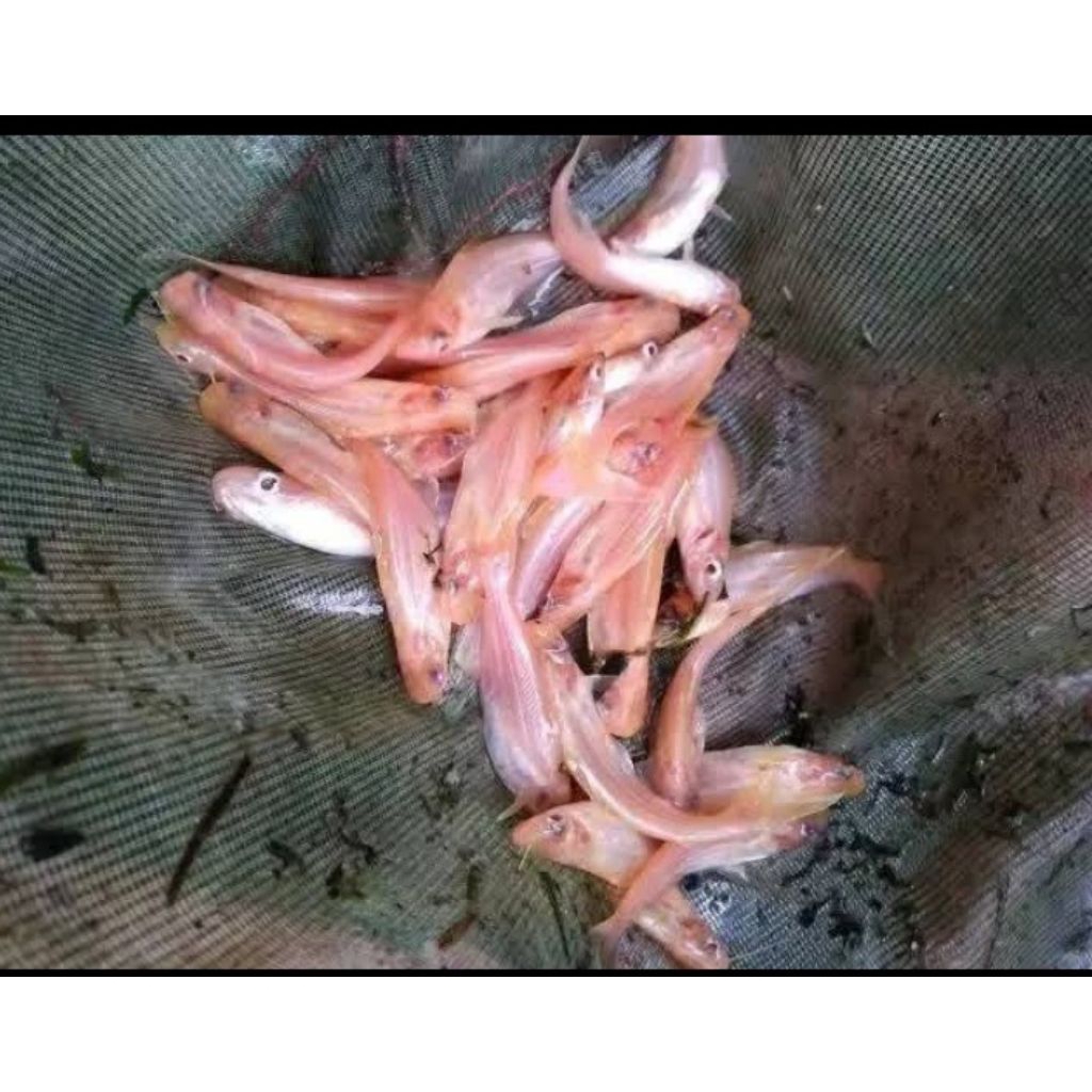 bibit ikan patin albino ukuran 10-11 cm