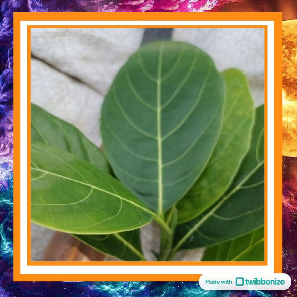 

Daun Nangka 1 Lembar – Daun Herbal Segar – Untuk Obat Tradisional & Ramuan Alami