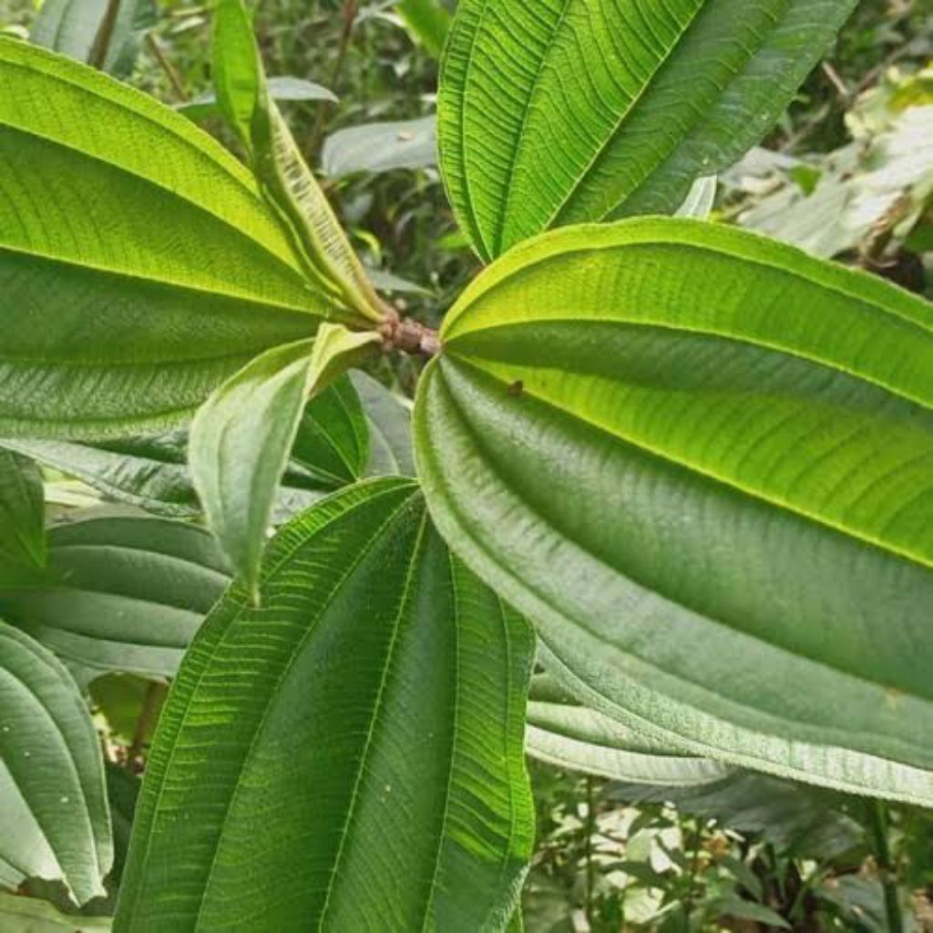 

Daun Senggani segar di jual per 100gram
