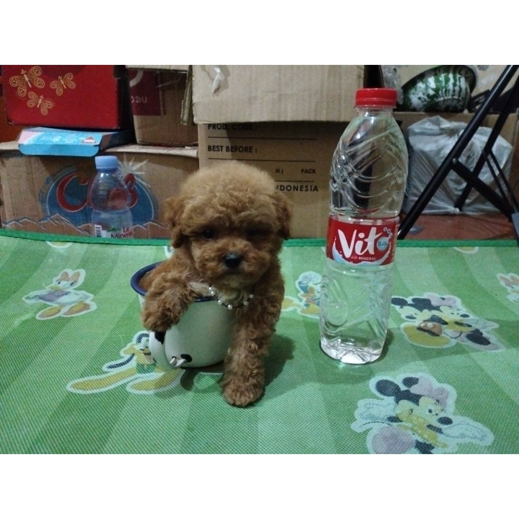 poodle teacup betina