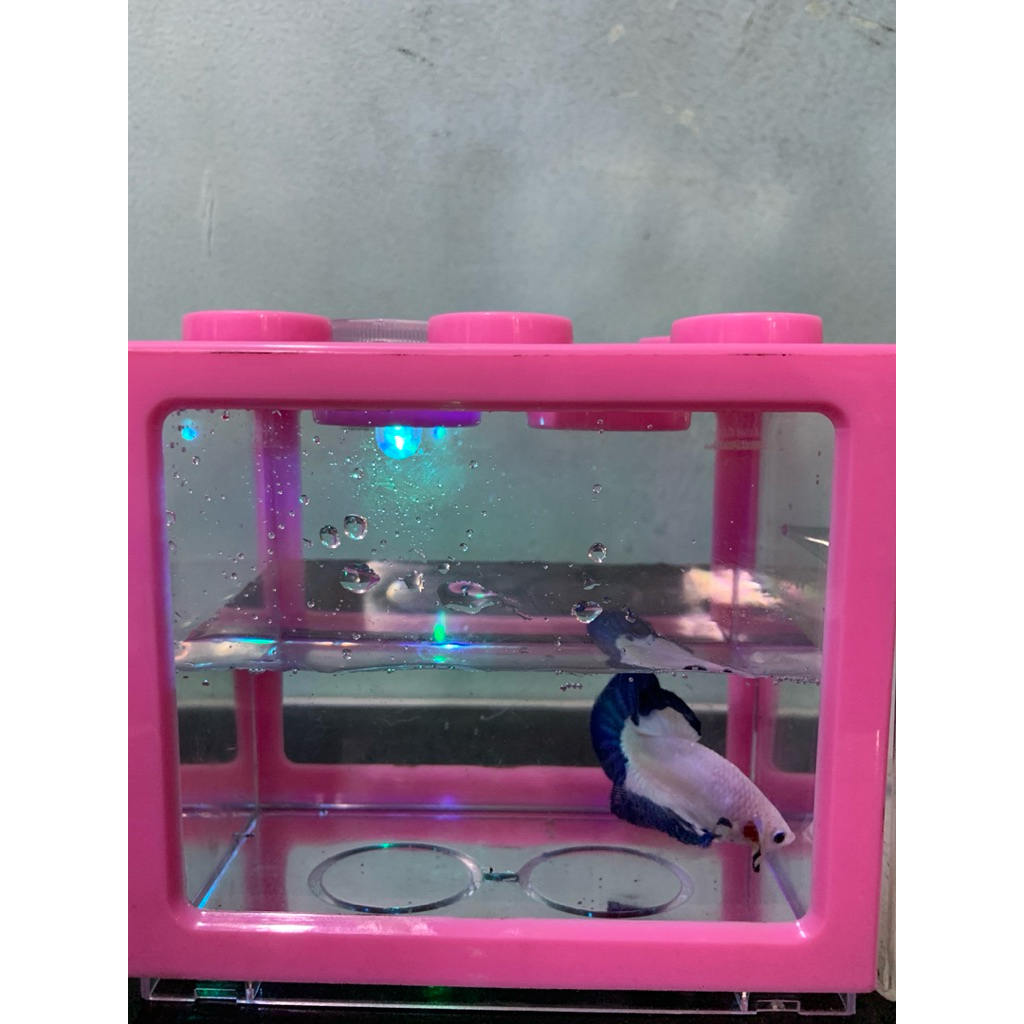 ikan cupang bluerim grade bagus realpict