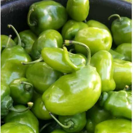 

250 gr cabe gendot segar level pedas