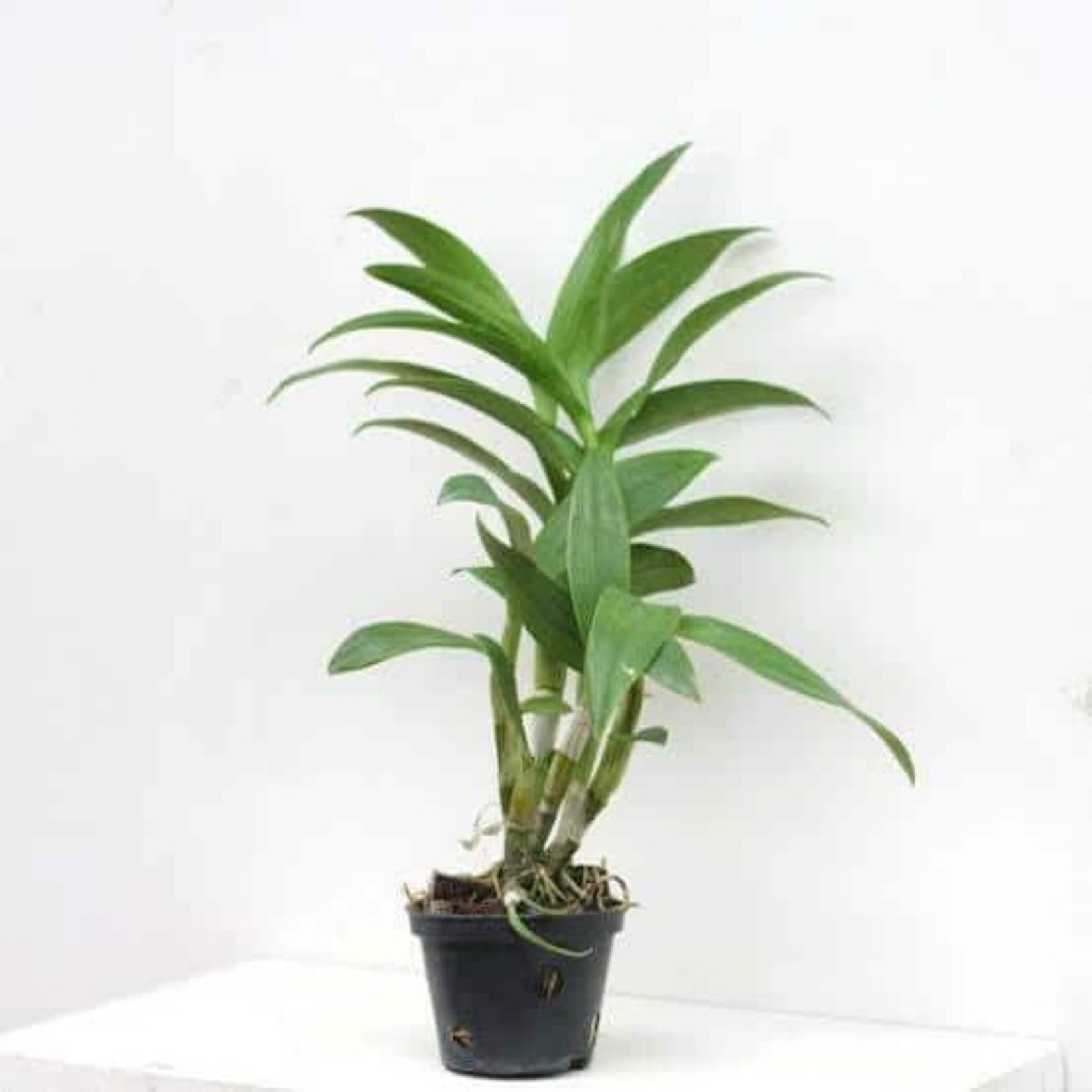 BUMI ORCHIDS Dendrobium Blooming Size JUMBO (keriting / bulat) Dewasa Mix by Foresta - Siap Bunga De