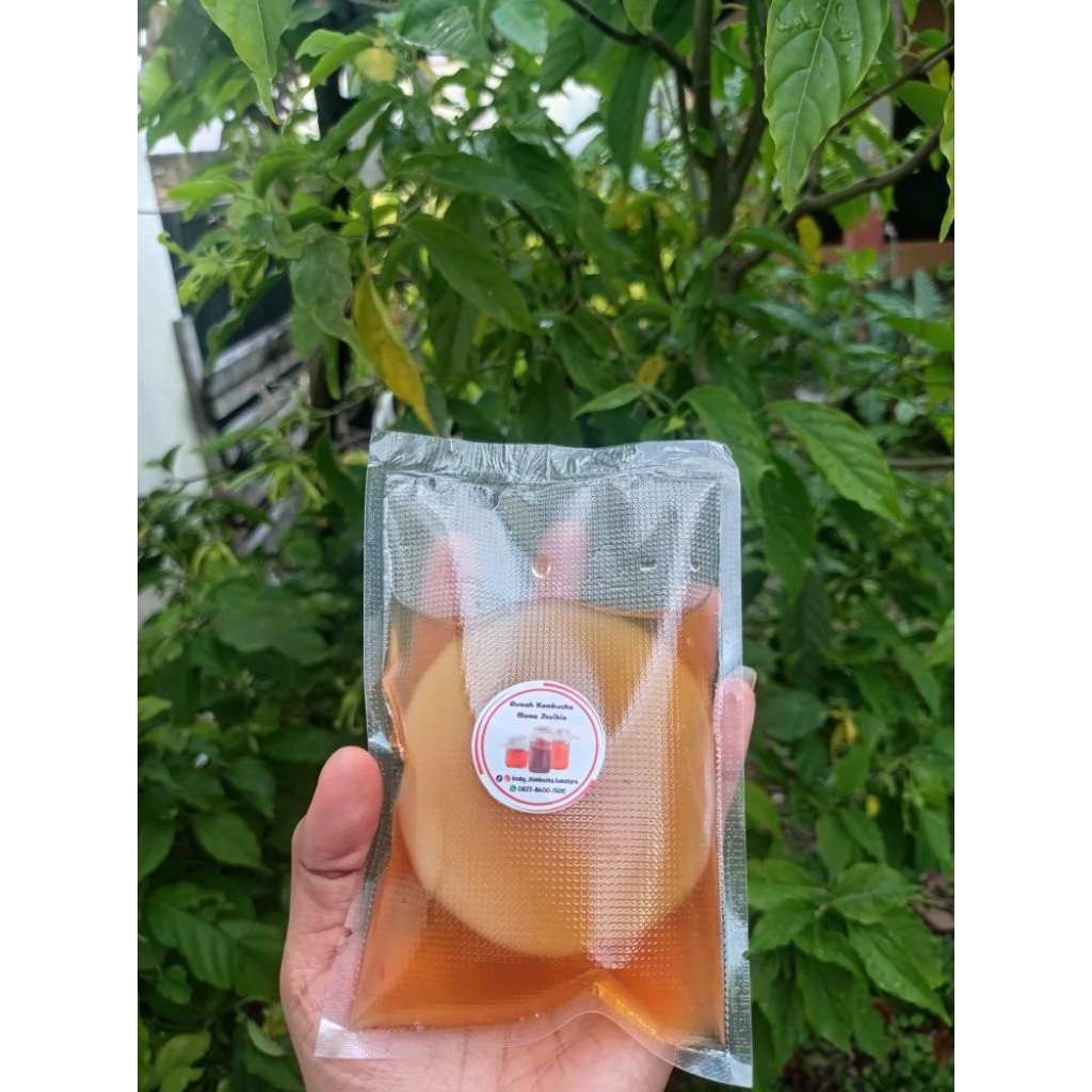 scoby kombucha