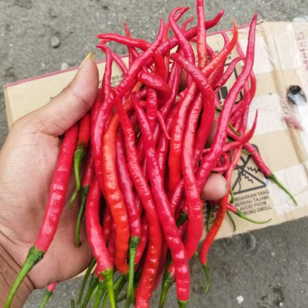 

cabe merah keriting/CMK (500gr dan 1000gr) berkualitas premium