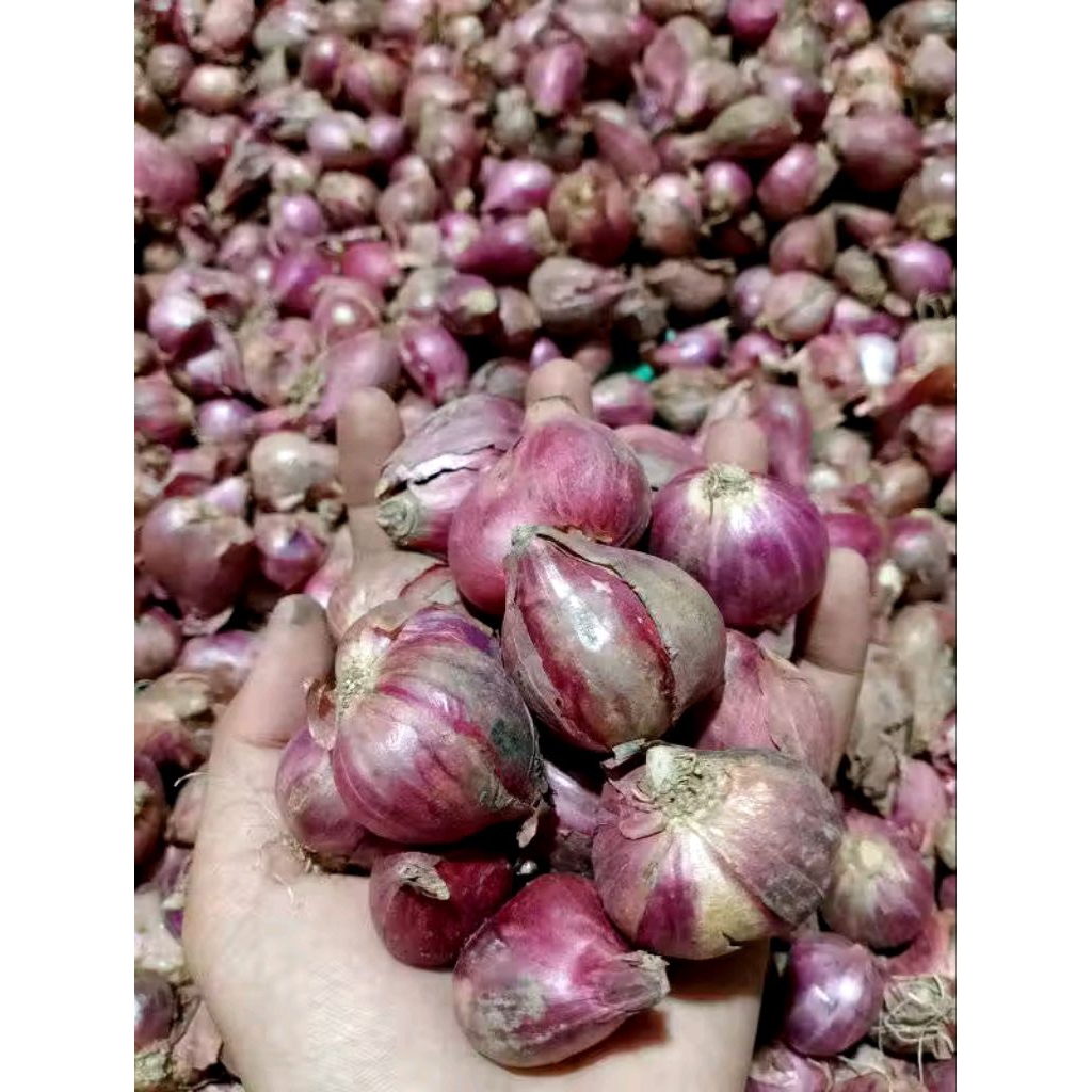 

Bawang Merah Lokal Nganjuk Murah