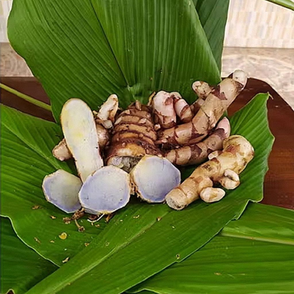 

500 g temulawak hitam