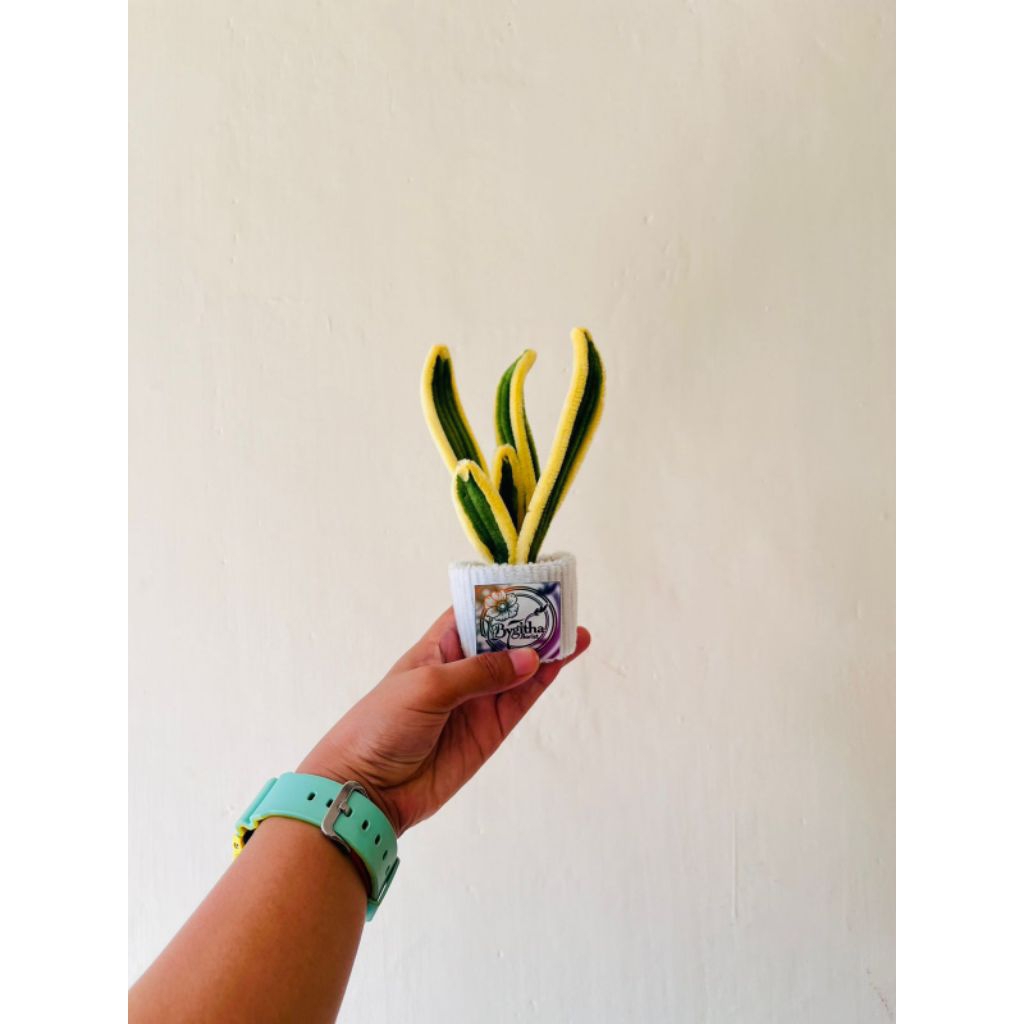 Mini Pot Lidah Mertua