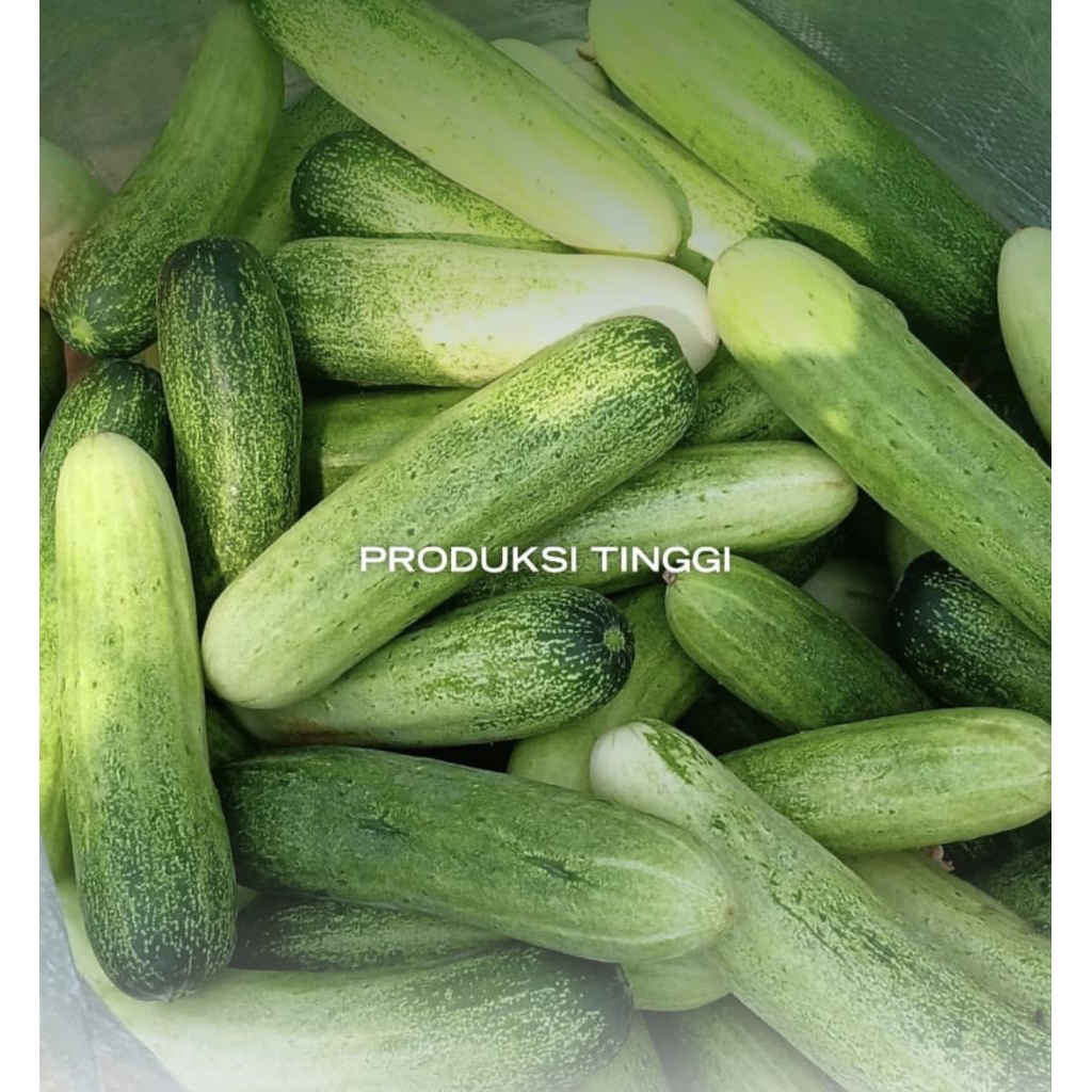 10 Butir Benih Timun Erina F1