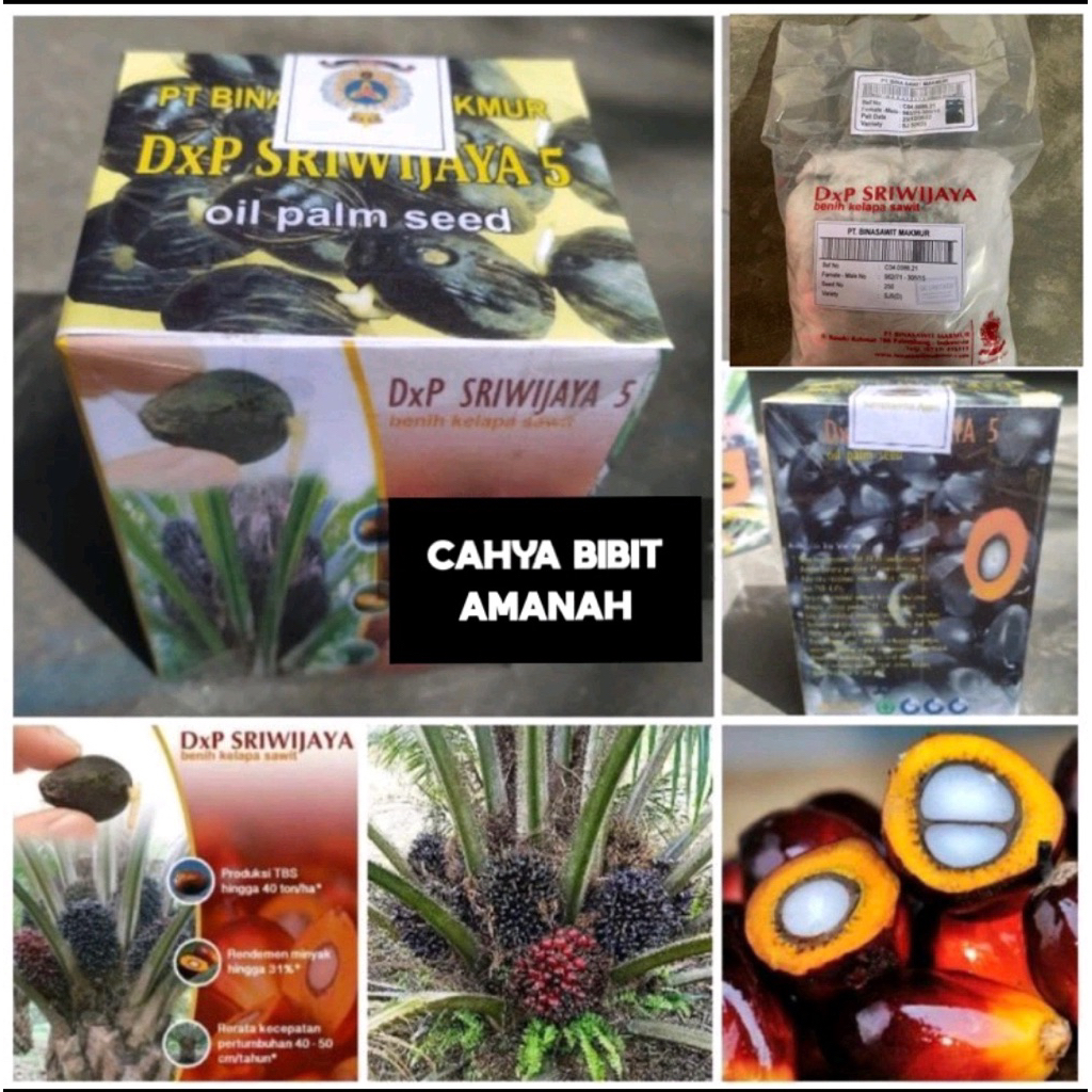 Bibit kecambah sawit DXP SRIWIJAYA 5 kwalitas unggul