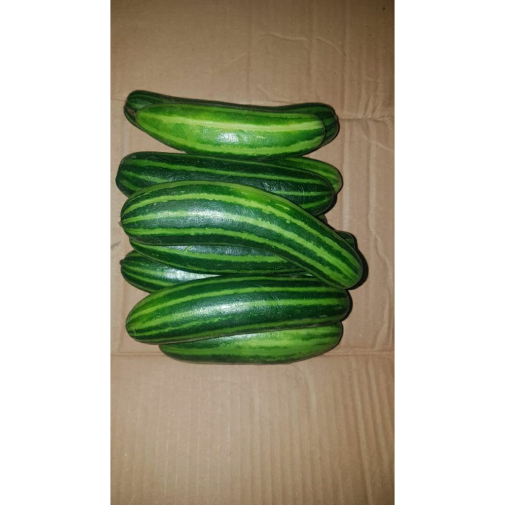 

Timun Suri / Krai Indramayu