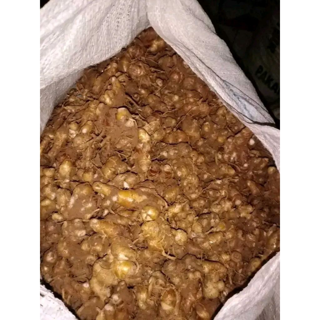 

1kg kencur jawa super pedas