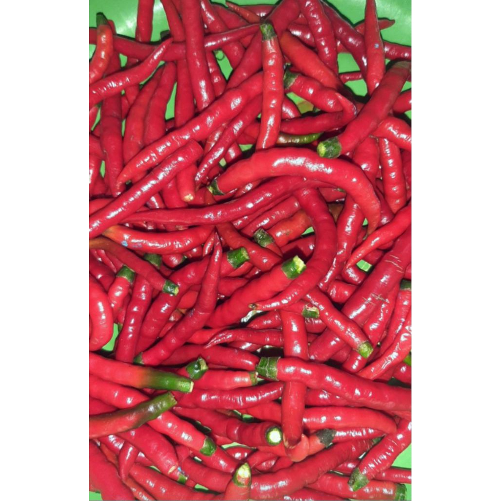 

cabe keriting merah petik 250gr