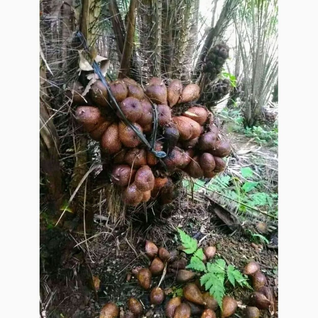 bibit salak pondoh salak manis bibit dari biji