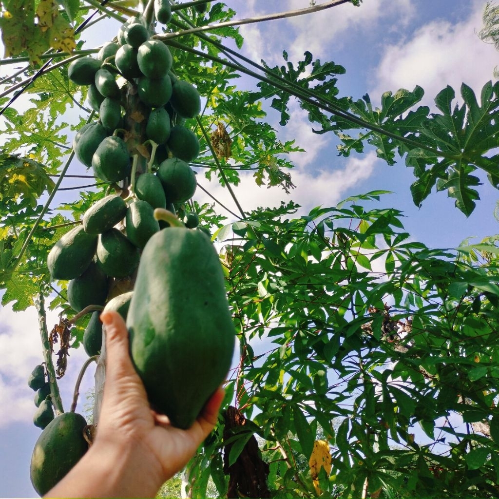 

Pepaya muda/ kates muda aman tidak busuk