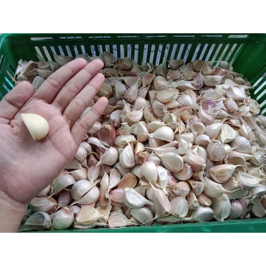 

BAWANG KATING 1Kg