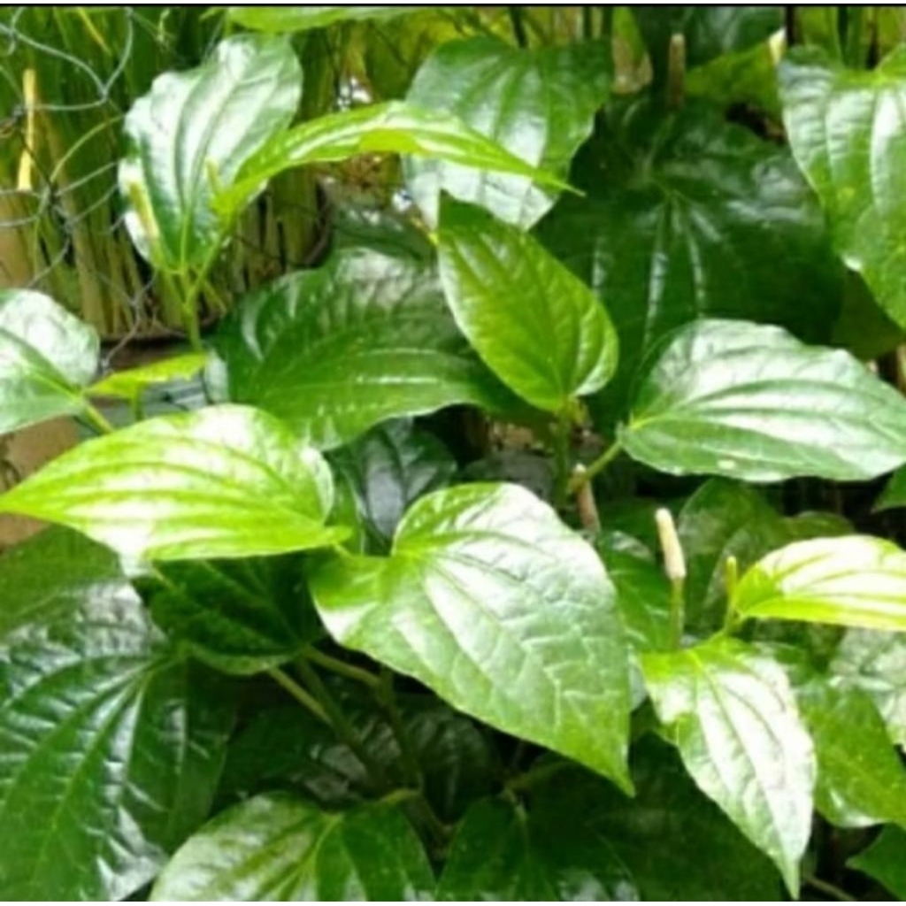 

100 GRAM DAUN CABE JAWA (HERBAL ORGANIK)