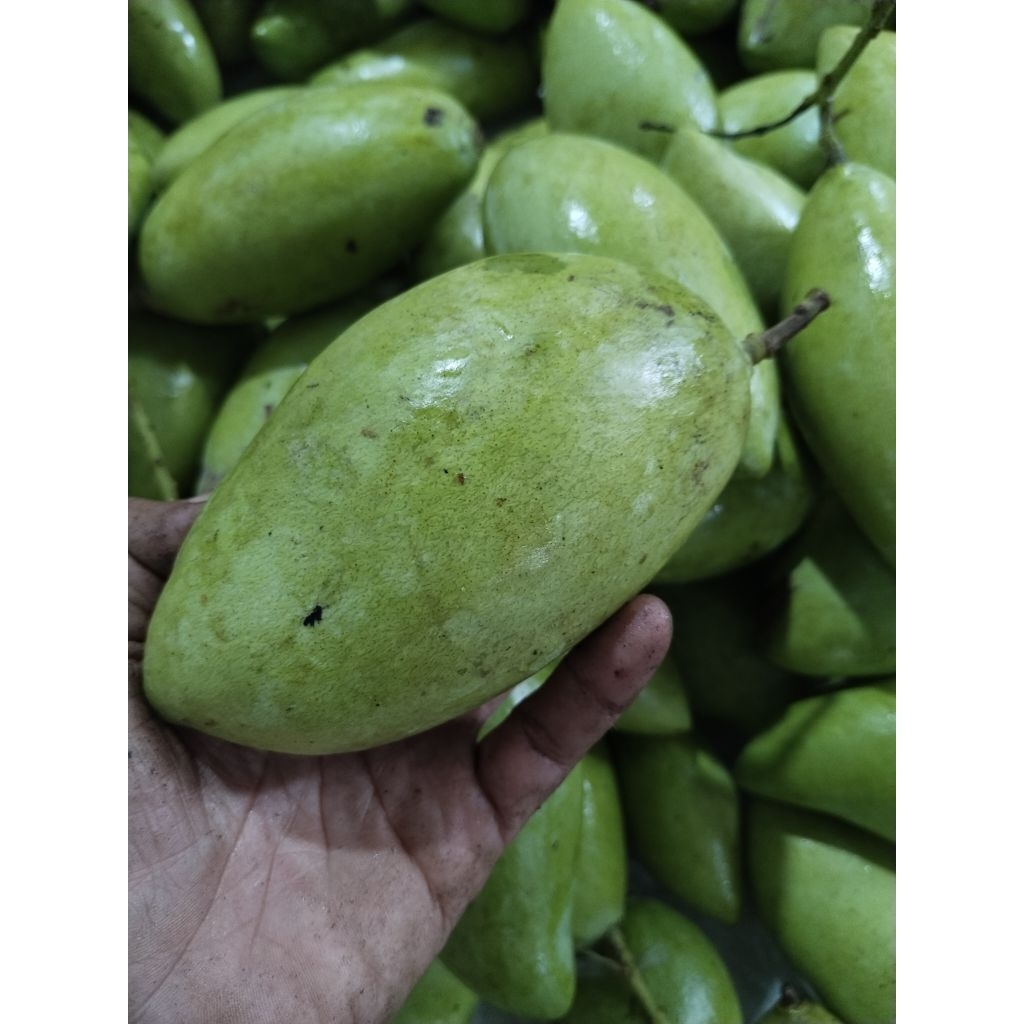

mangga pisang muda mentah kriuk untuk rujak perkilo gram