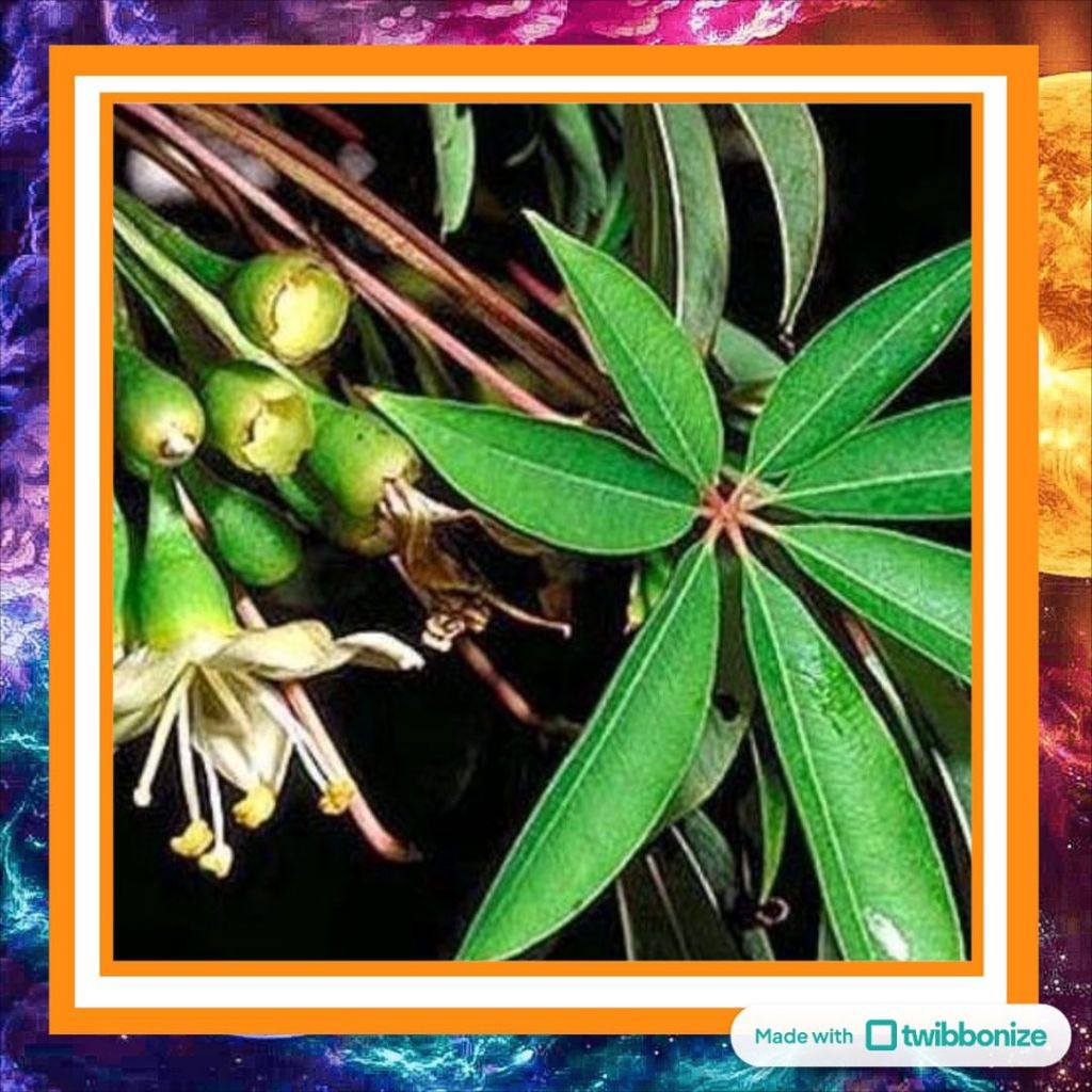 

Daun Randu Kering | Bahan Herbal, Obat Luar, dan Kompres Tradisional