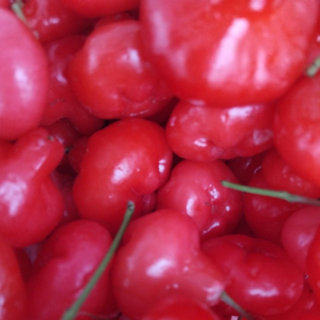 

Jambu kancing petik langsung di pohon