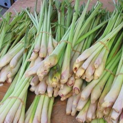 

Sereh / Serai Segar Berkualitas (10 batang)