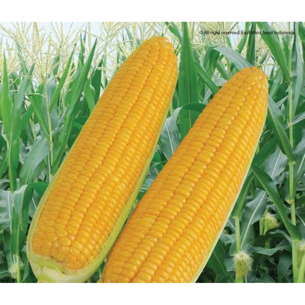

bibit jagung manis umur seminggu sampai 10hari