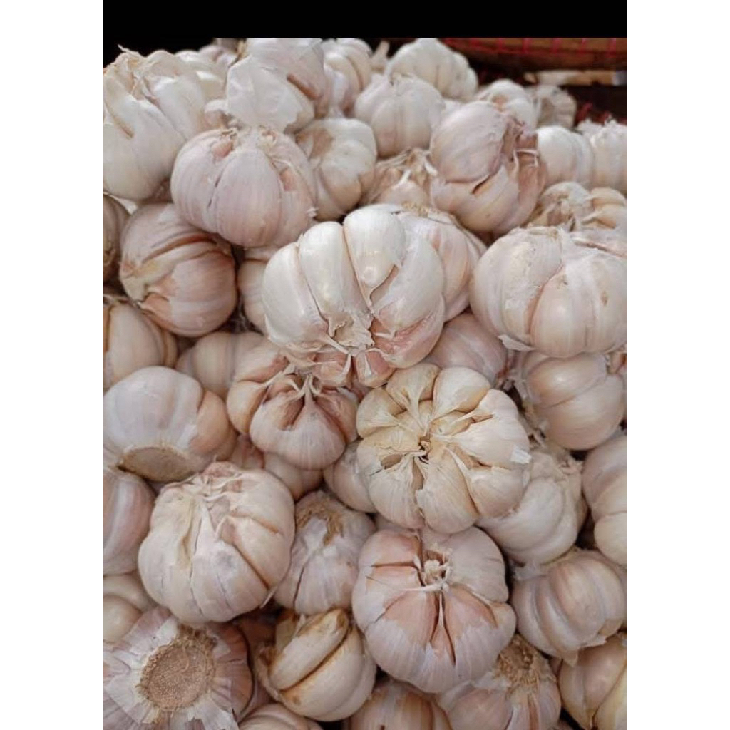 

Bawang putih
