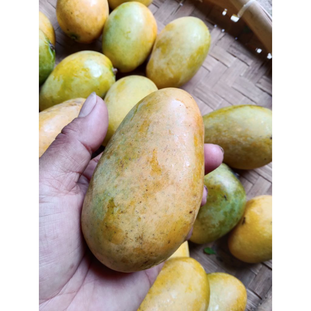 

Mangga Udang 500 gram pengiriman daerah SUMUT saja.
