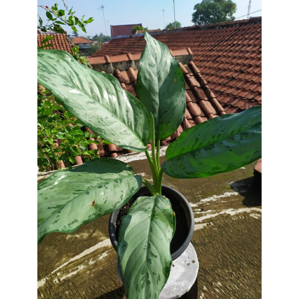 Tanaman hias Aglaonema Silver / Aglaonema Metalic / Aglaonema BJ Freeman
