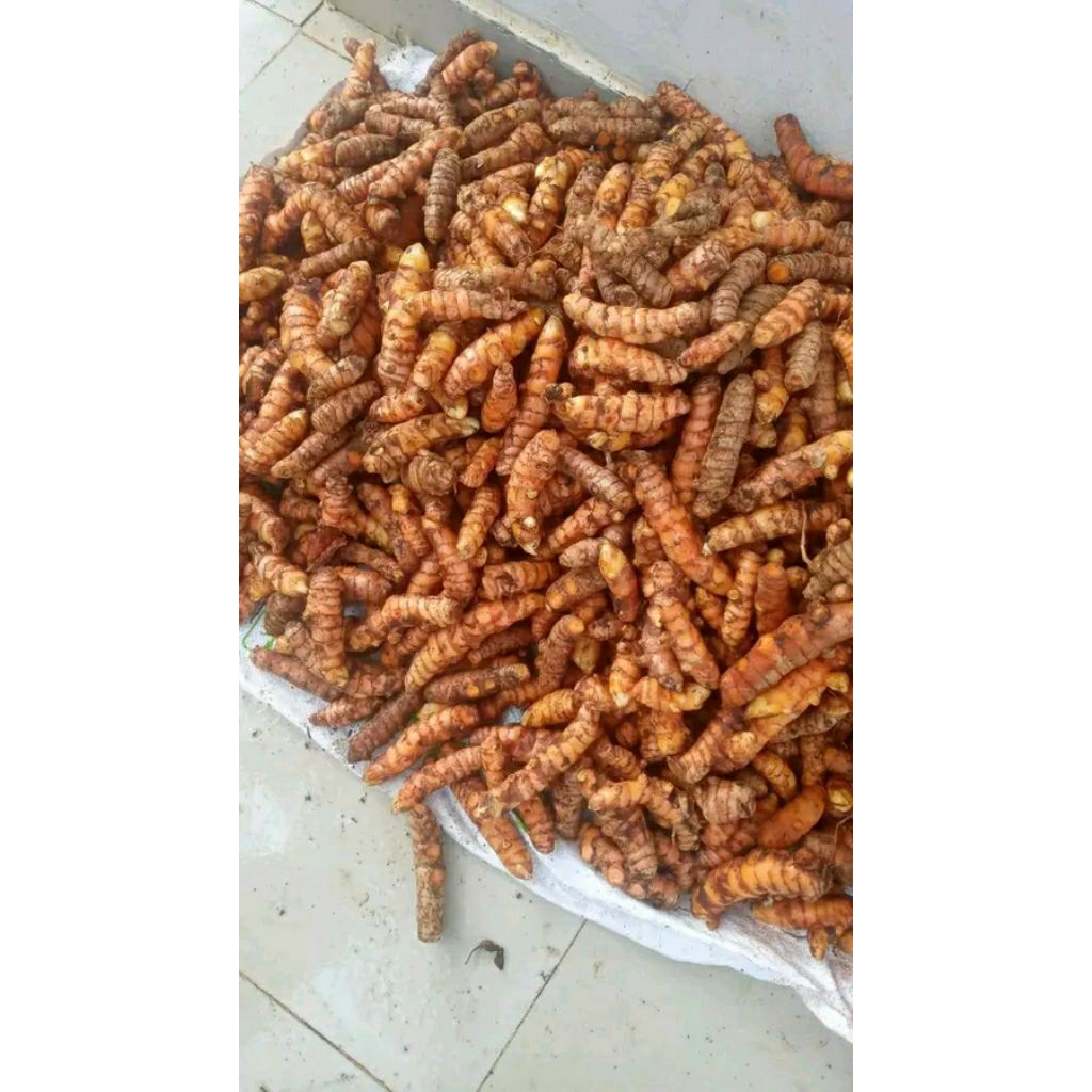 

Kunyit/kunir 1kg segar