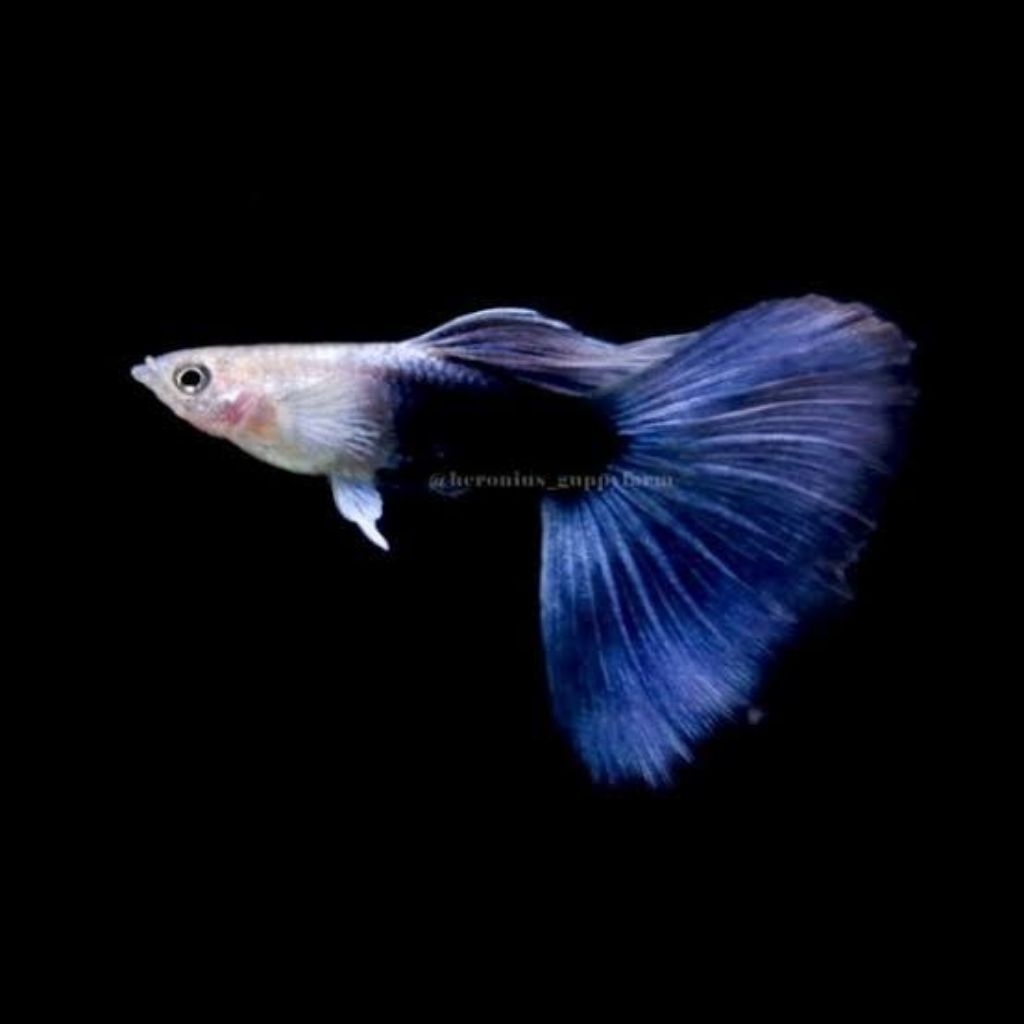 Guppy HB Blue, White, Yellow, Yellow Pinggu perpair - hiasan aquarium aquascape