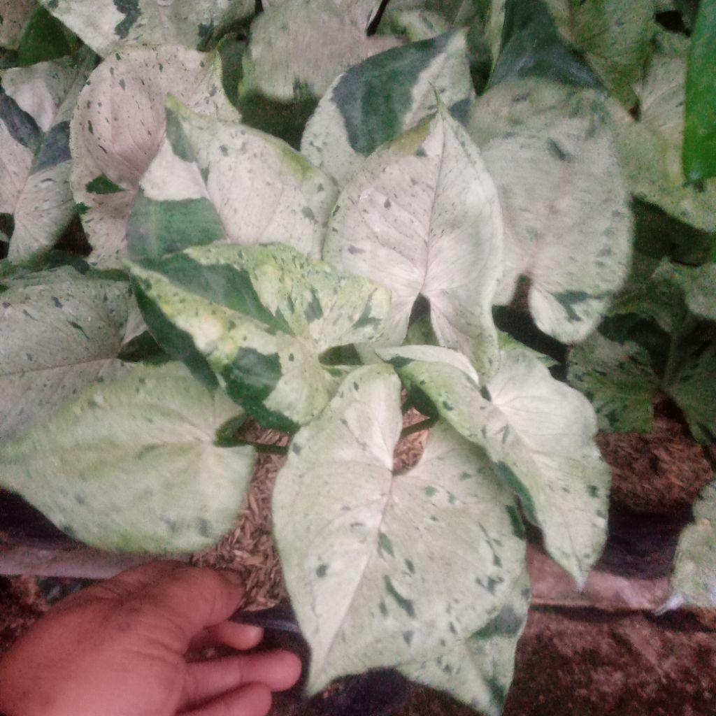 syngonium green splash / Syngonium Grey Ghost /SYNGONIUM GREEN FLASH