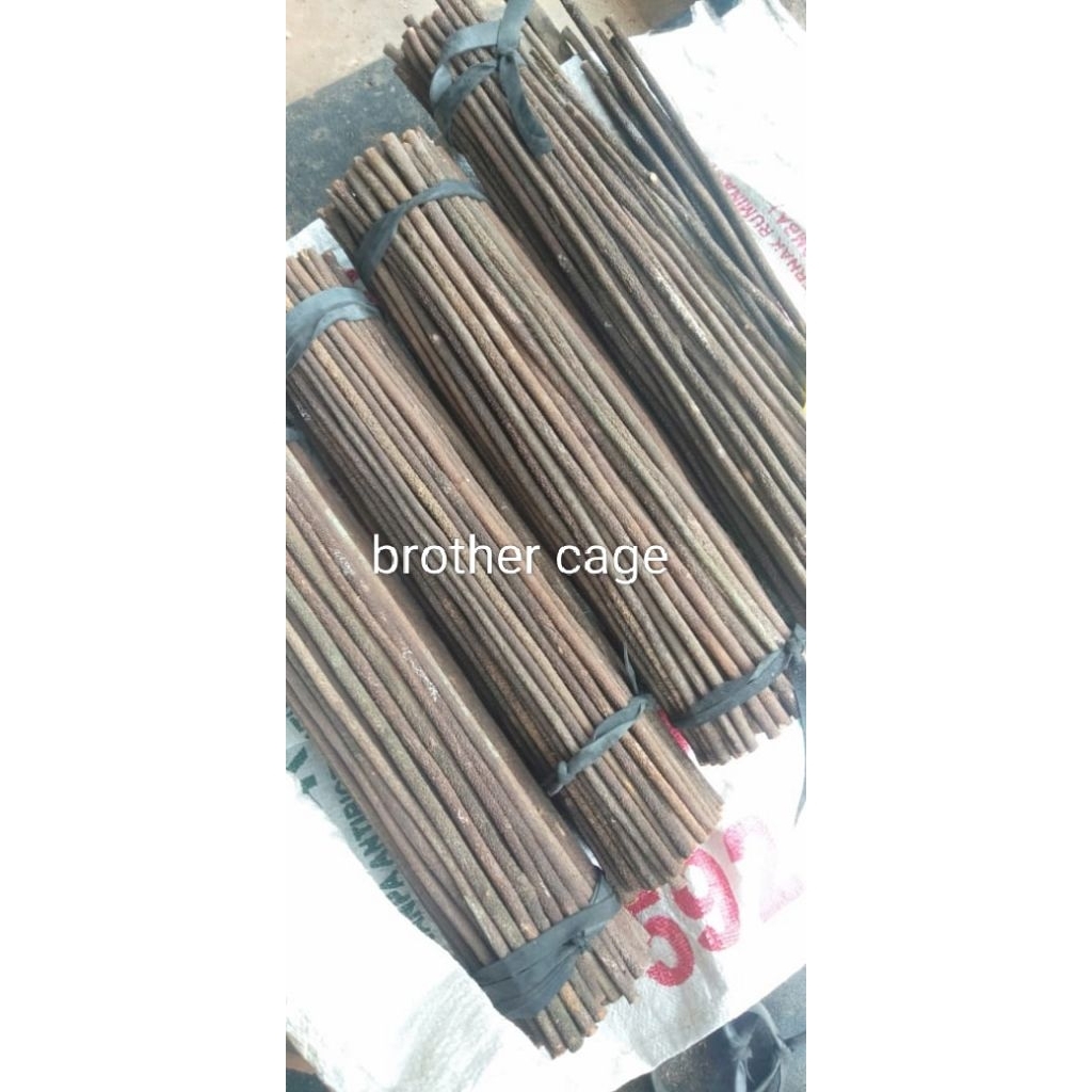 tangkringan asem Bali kasar cucak ijo grade A panjang 45 cm