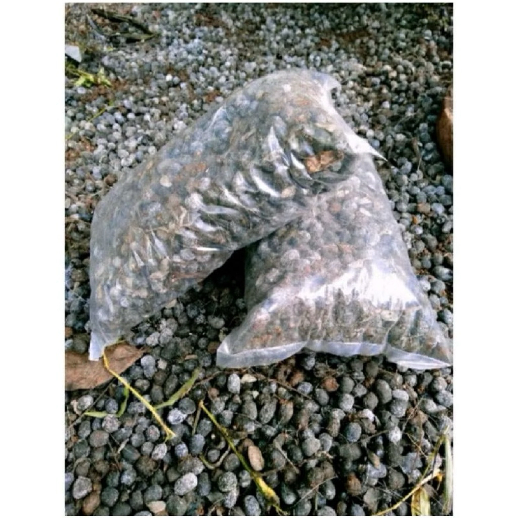 KOHE KAMBING KERING 1 KG